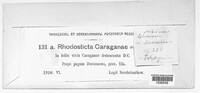 Rhodosticta caraganae image